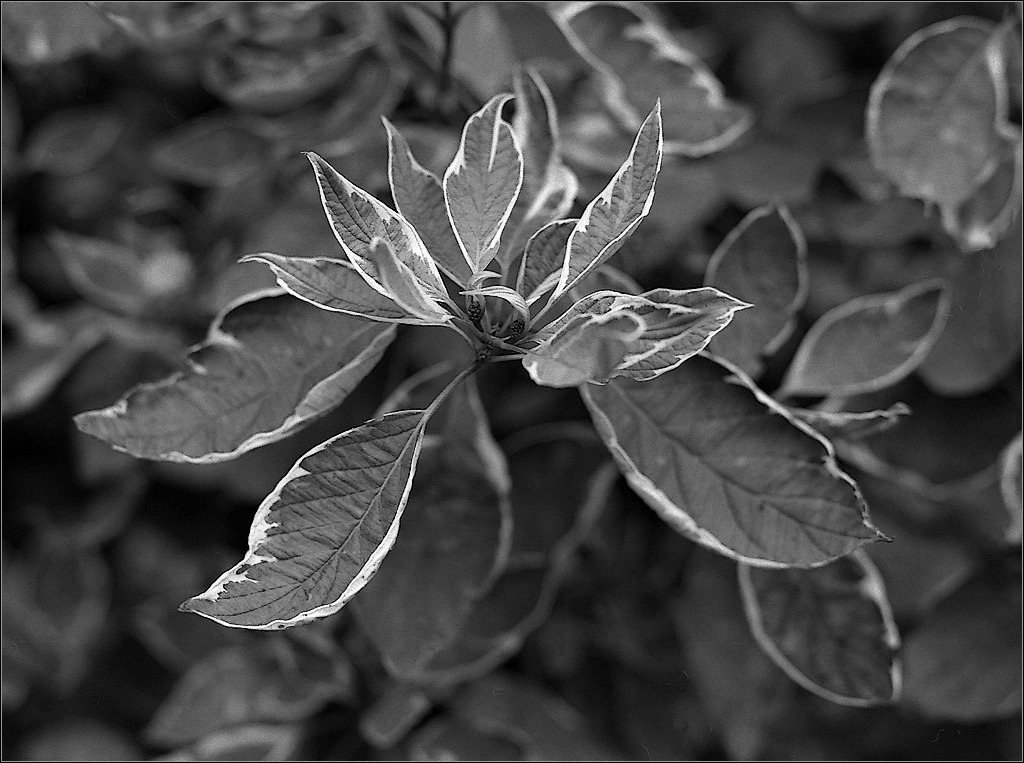 Florystycznie czarno-biało