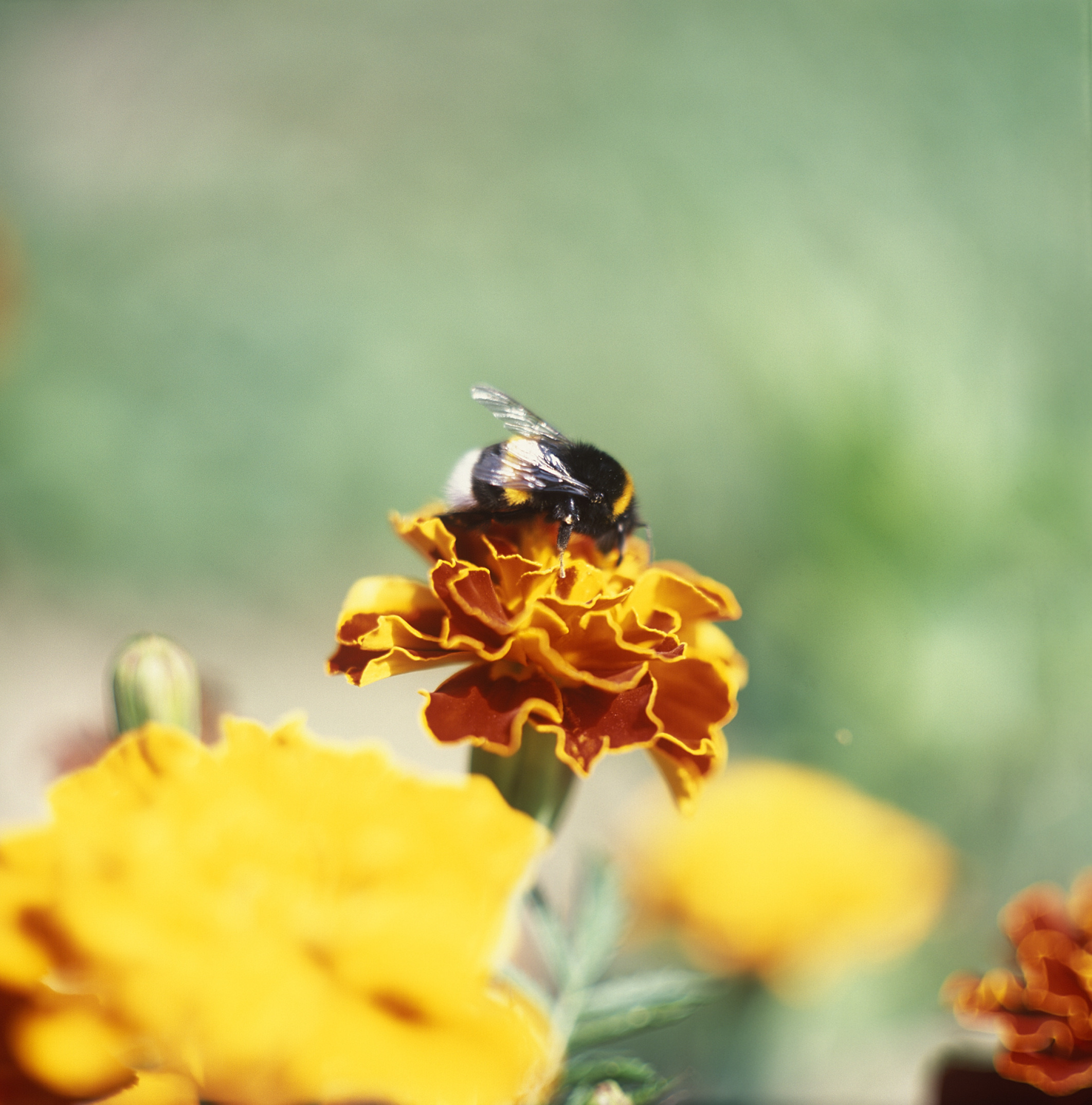 Trzmiel - elewacja boczna