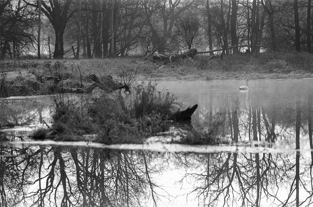 Galimatias naturalny