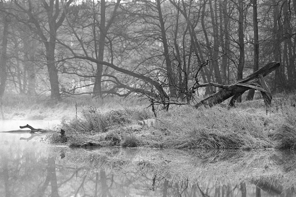 Galimatias naturalny II