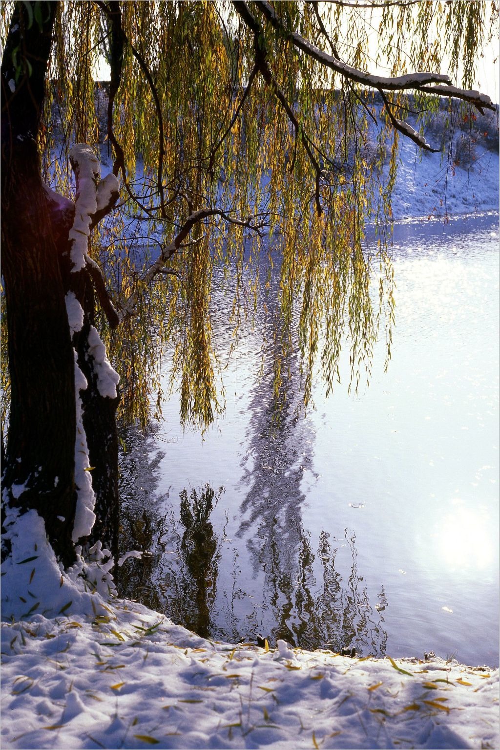 wierzba Szczęśliwice 83