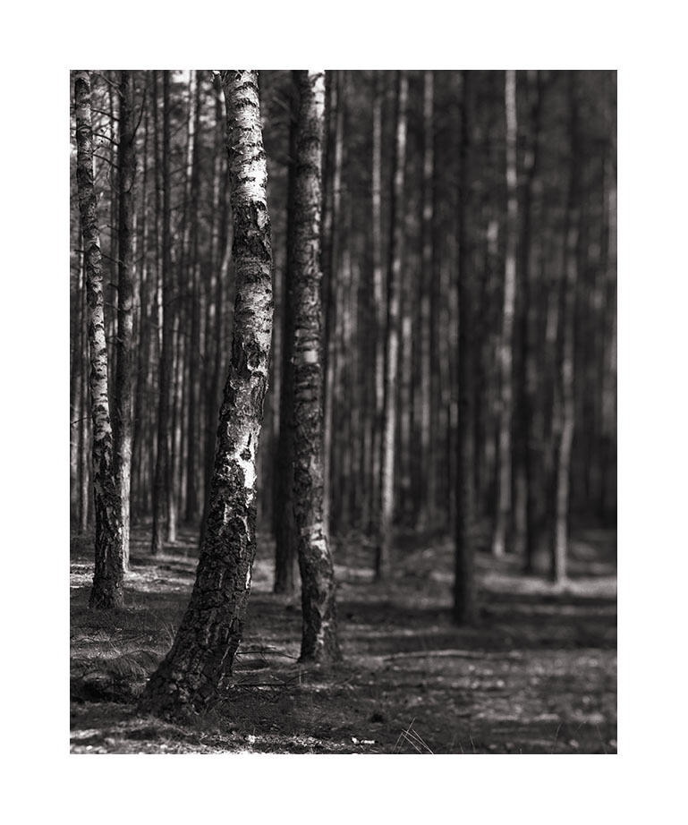 bent tree