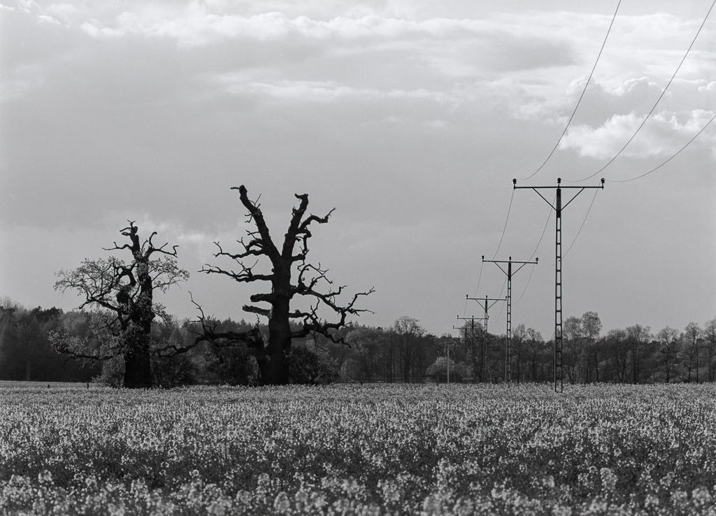 Architektura krajobrazu