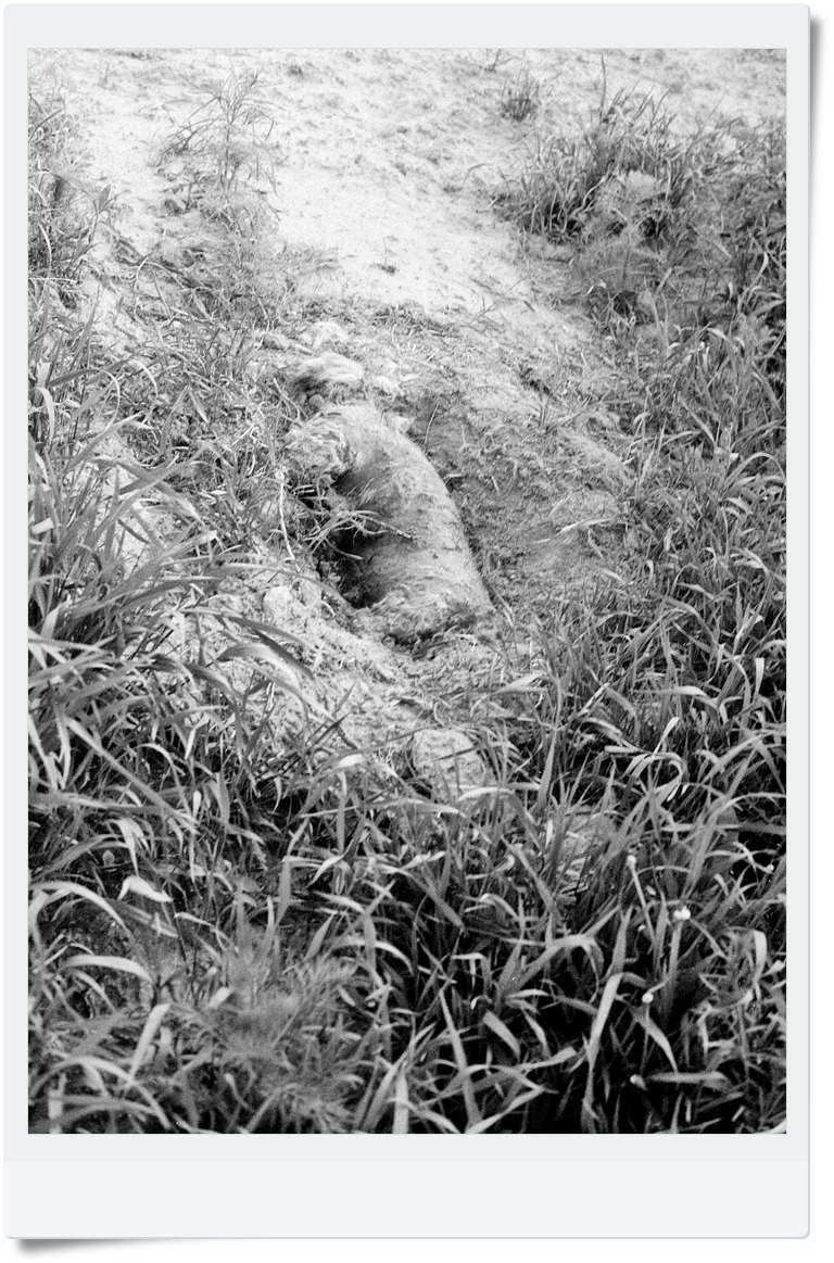 Padlina. Martwa Natura