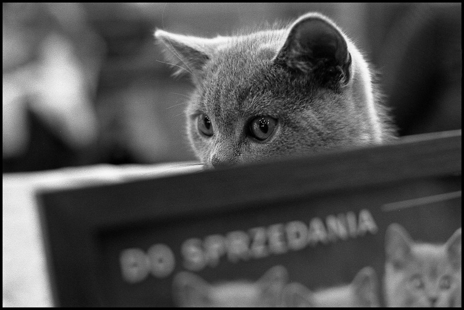 Cóż... też jestem towarem...