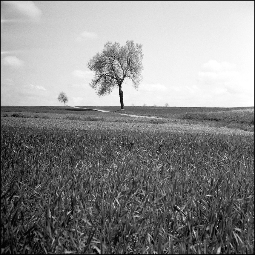 dwie topole droga pole