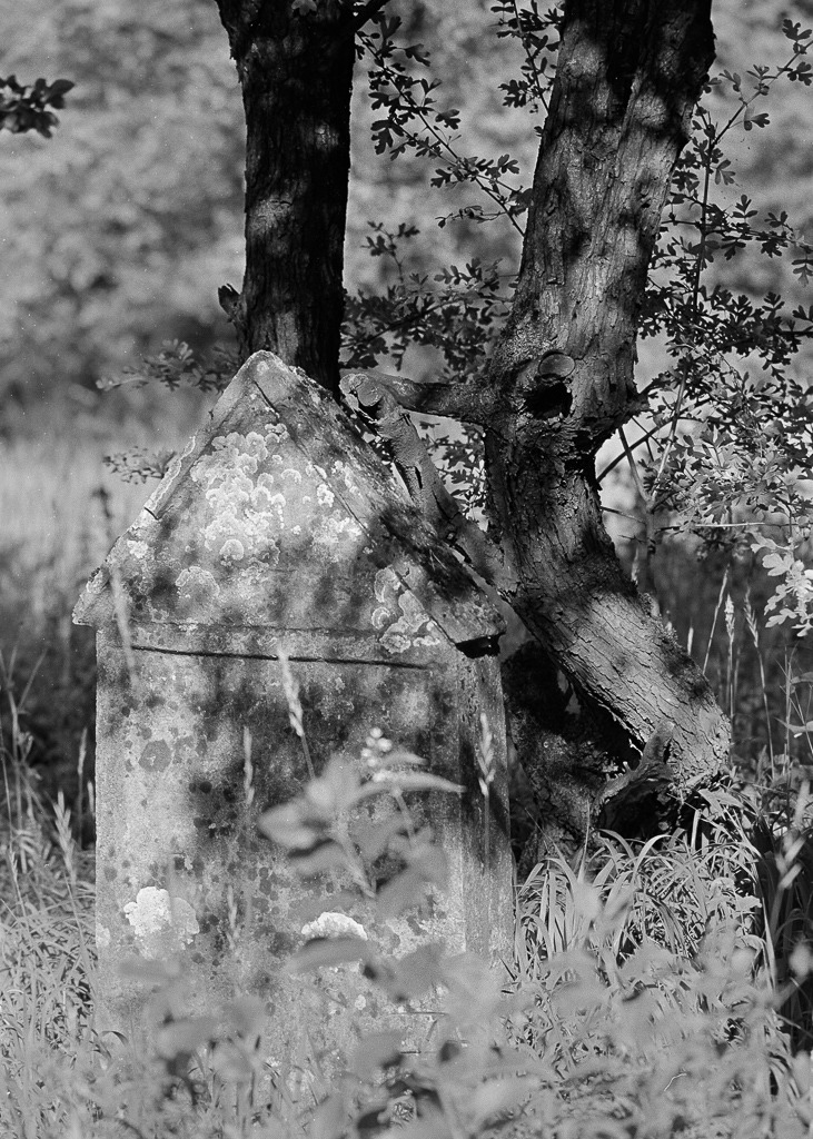 Drzewa smutek wyginał...