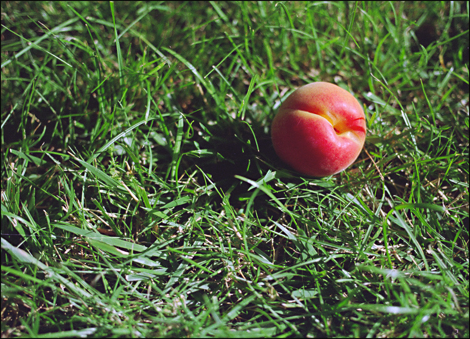 młoda picz (peach)