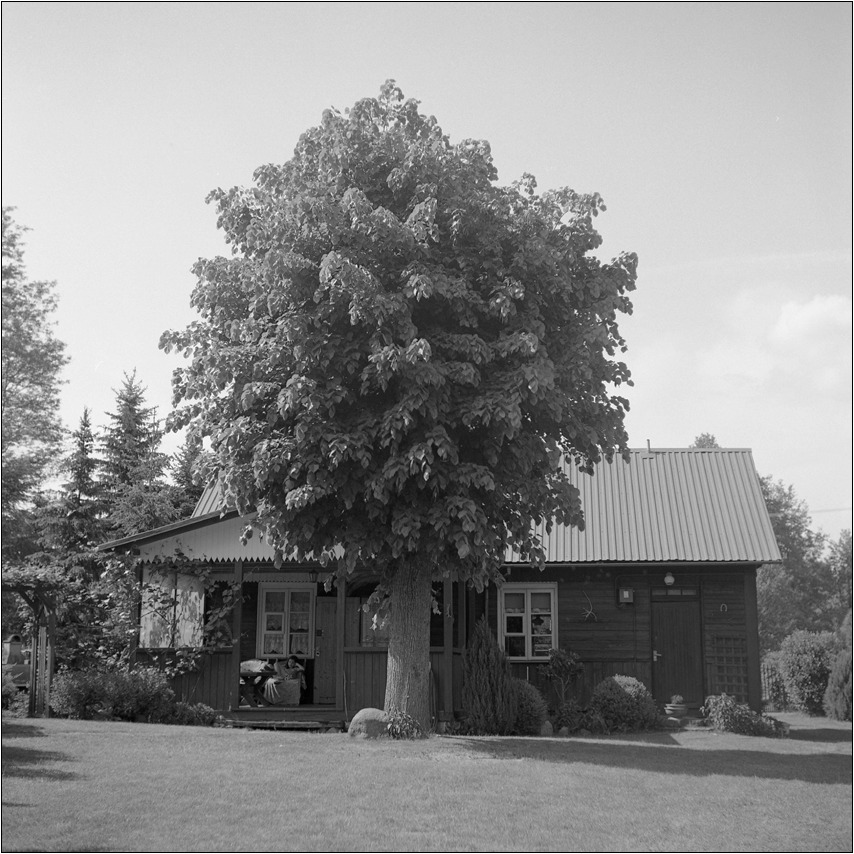 nie tam są palmy...