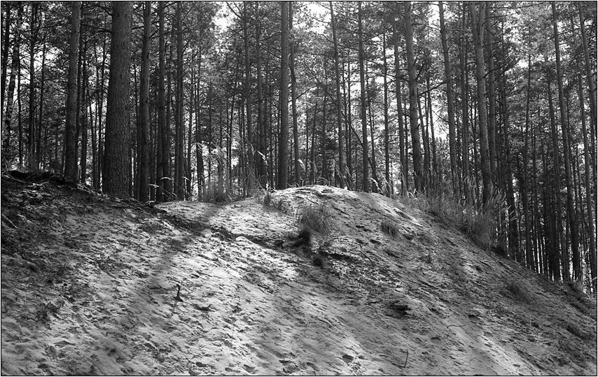 w lasku przy górze piasku