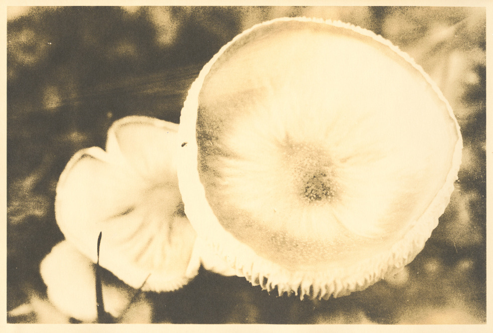 ...and mushroom for all.