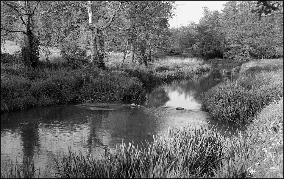 bo krzaków dawno nie było