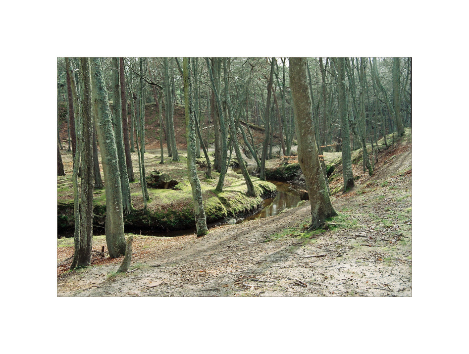 Orzechówka