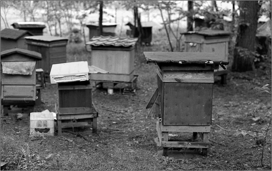 depresja pszczelarza