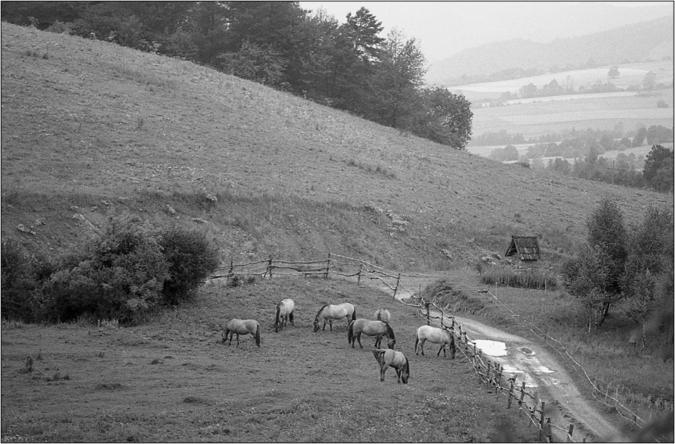 michałowe kobyły w deszczu
