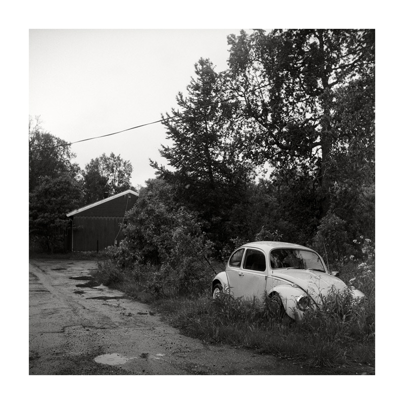 Beetle
