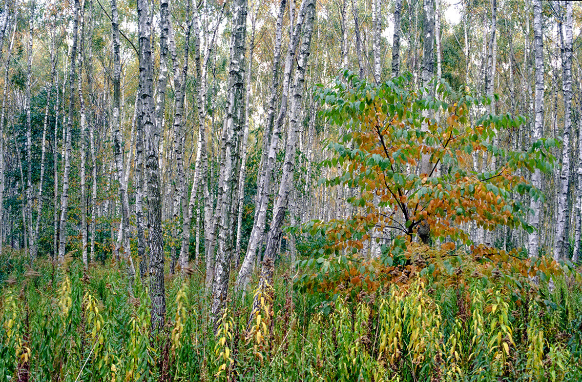 Brzózki 2.
