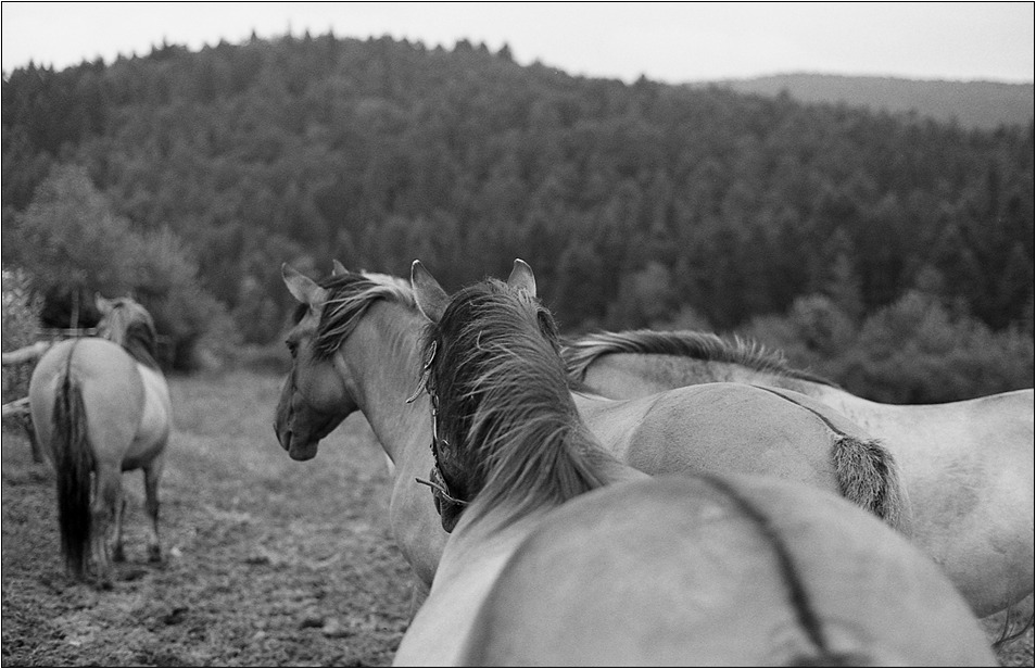 czy konie mnie słyszą?!