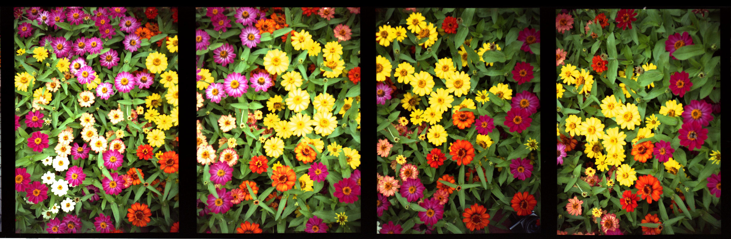 Flower power :)