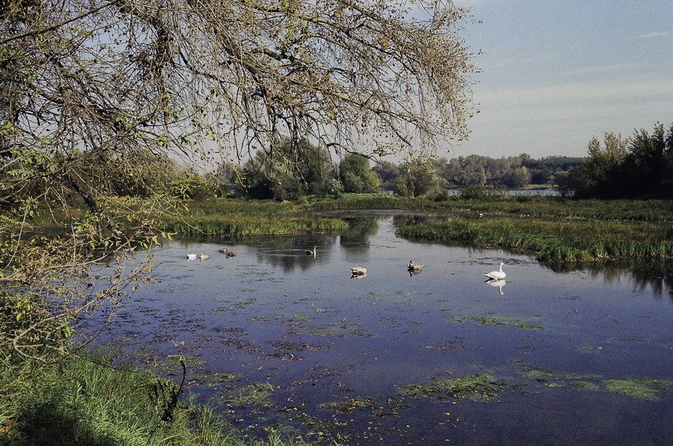 Starorzecze