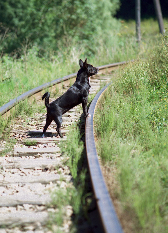 mondo cane
