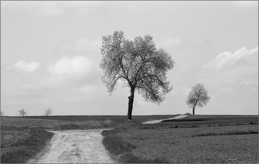 droga pole dwie topole