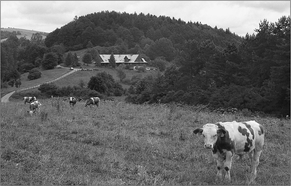 fernando ale czy byczek