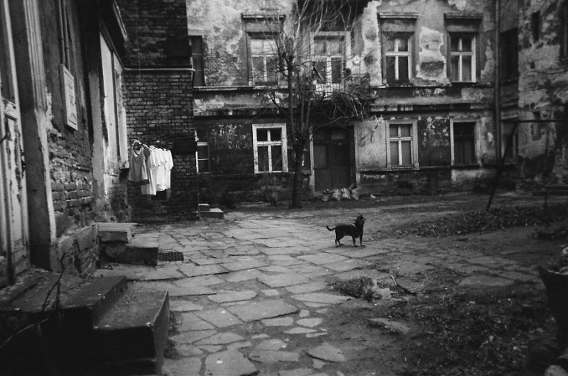 Z cyklu - pieskie życie