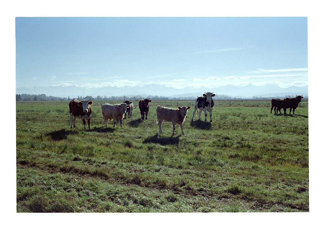 Uwaga pastuch