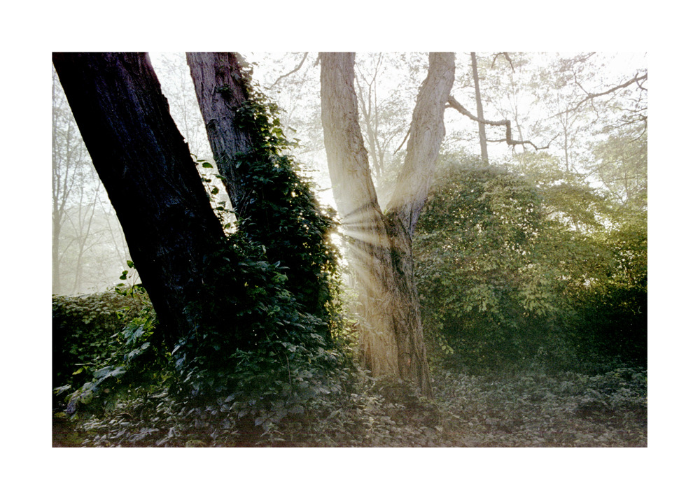 Akacje (w cieniu i w słońcu)