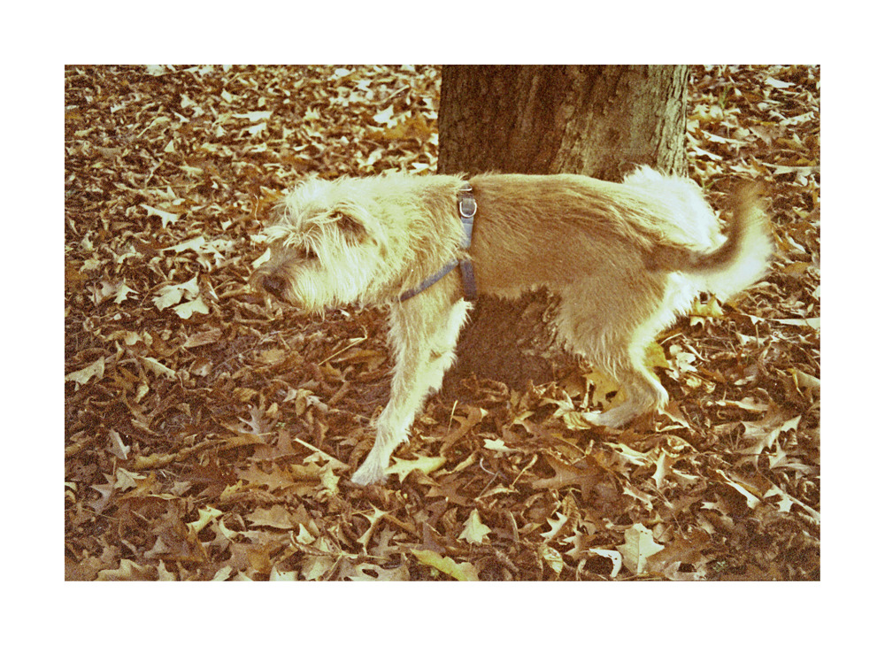 Co myśli Benio o tym liścio-opadaniu?