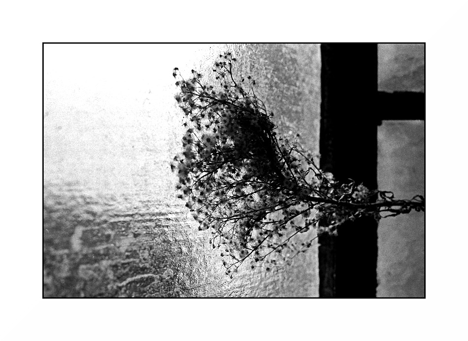 chwasty na tle szyby