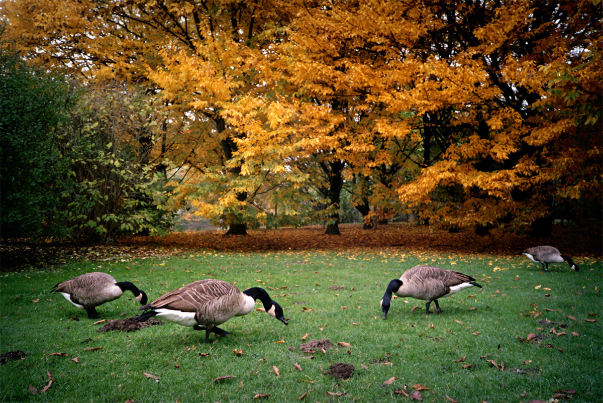 Nielegalni imigranci z Kanady