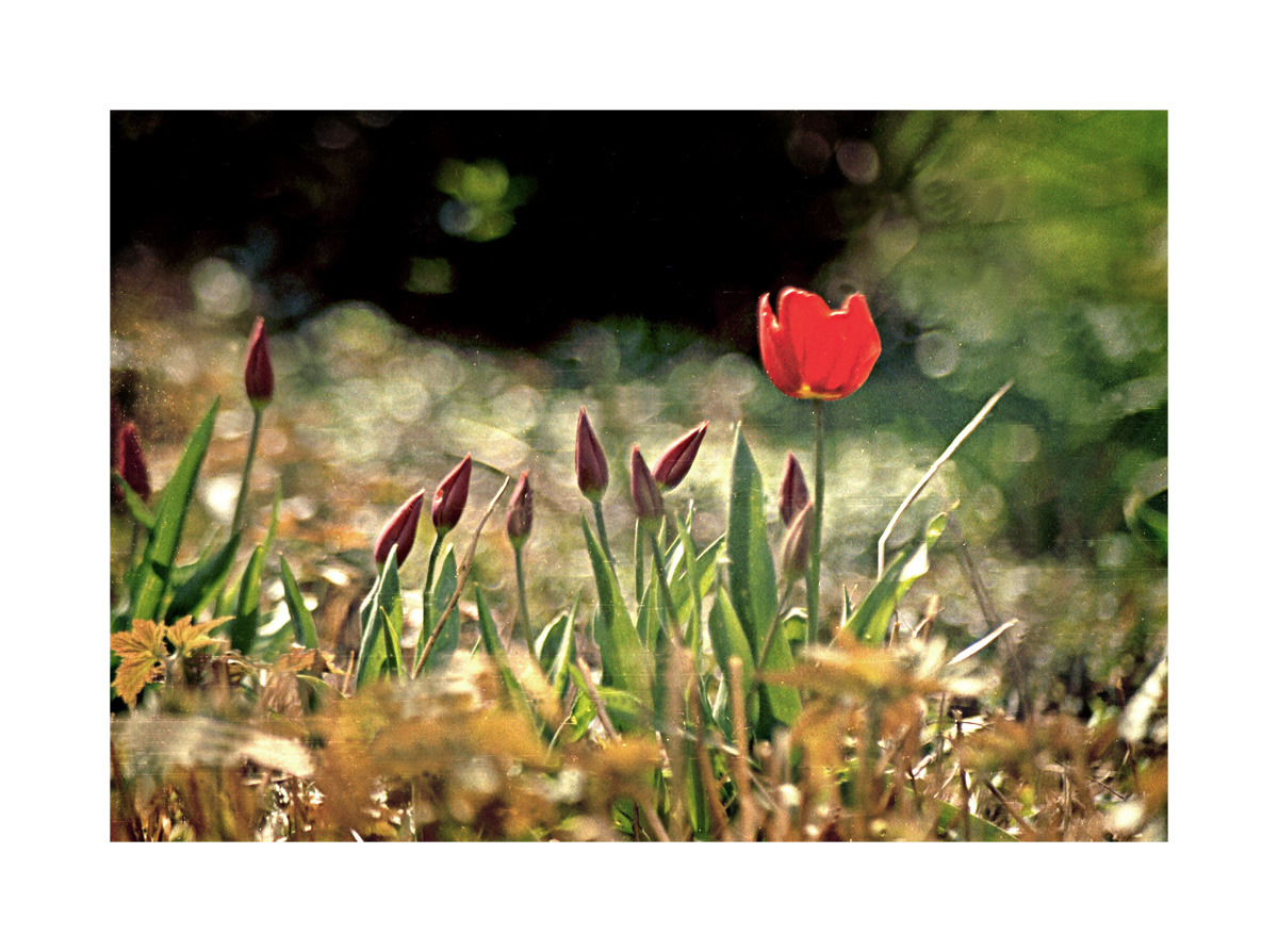 Pan Tulipan i jego świta