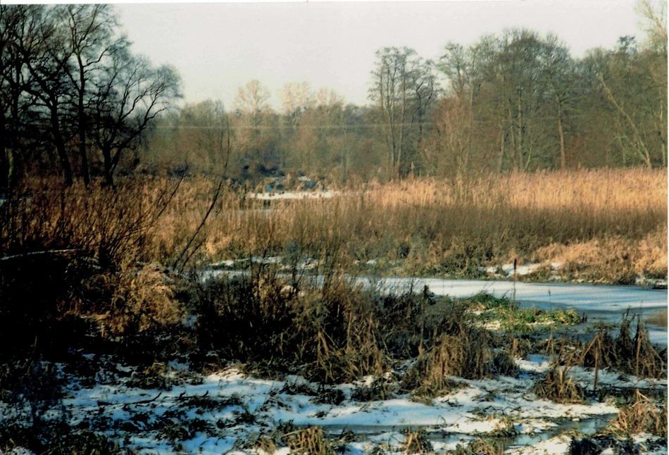 Park wschodni 1