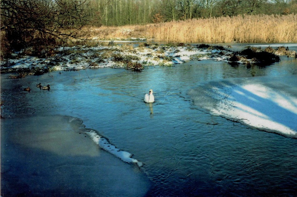 Park wschodni ptaki zimą