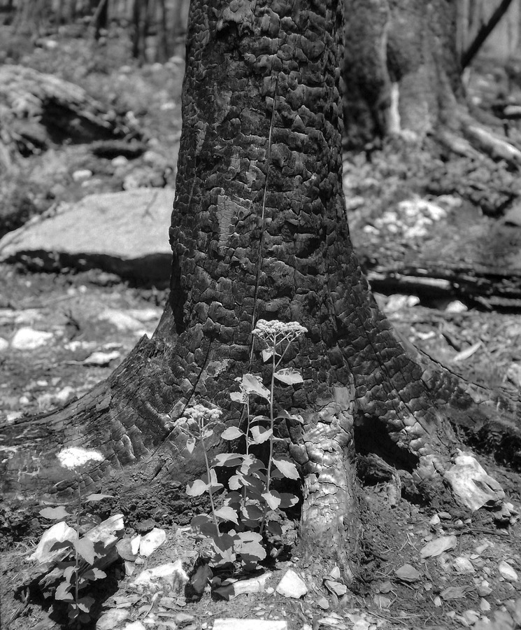 Glacier National Park, Montana