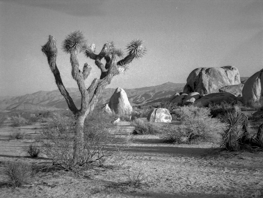 Joshua Tree National Park, Kalifornia.