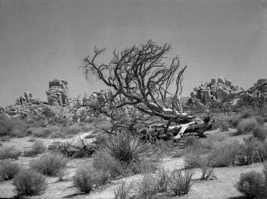 Joshua Tree National Park, Kalifornia_2