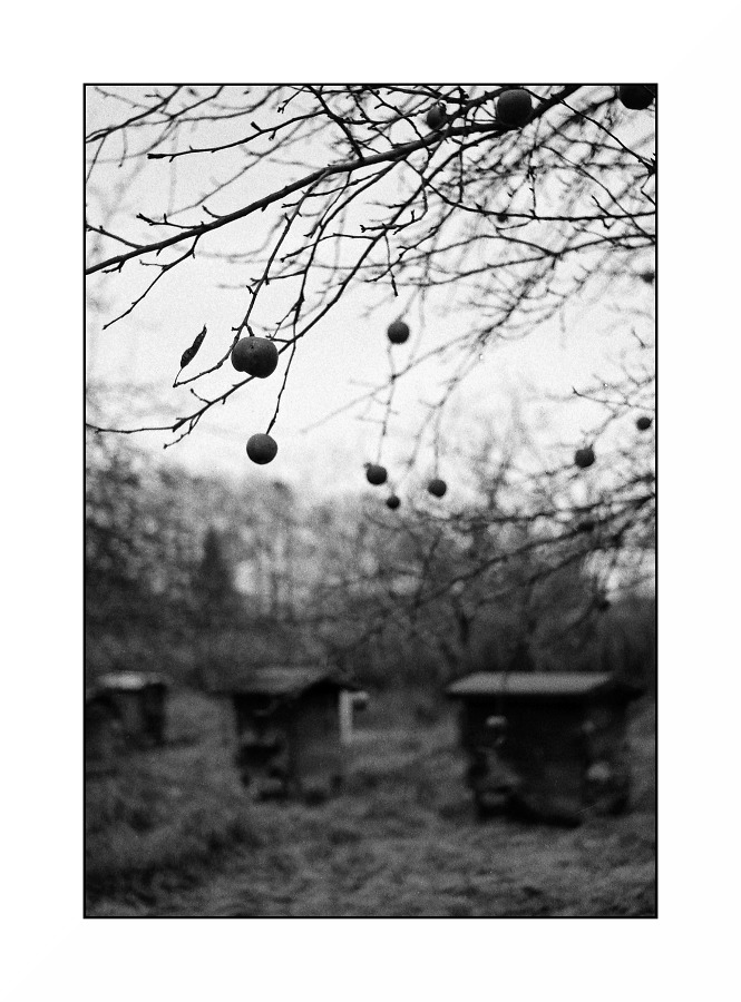 ostanie jabłka w sadzie