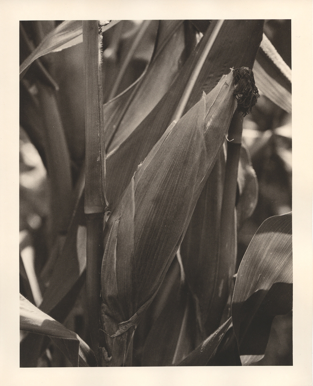 Against the Grain