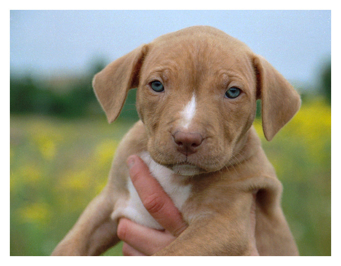 najmniejsza w miocie