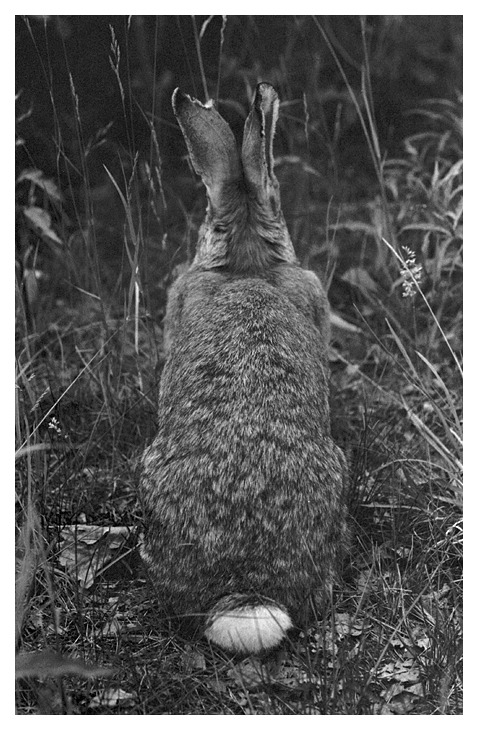 królik wieczorową porą