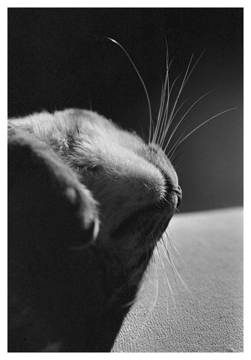 popołudniowa drzemka Salci