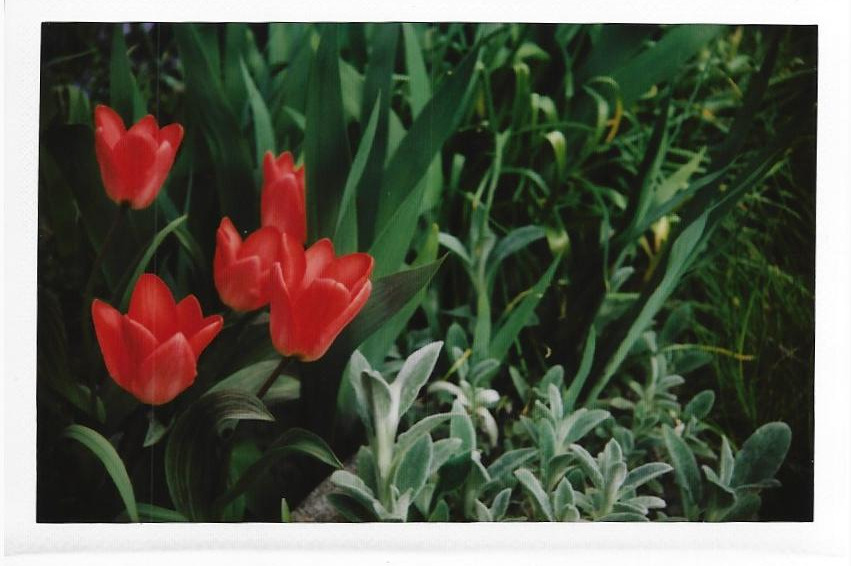 Tulipany