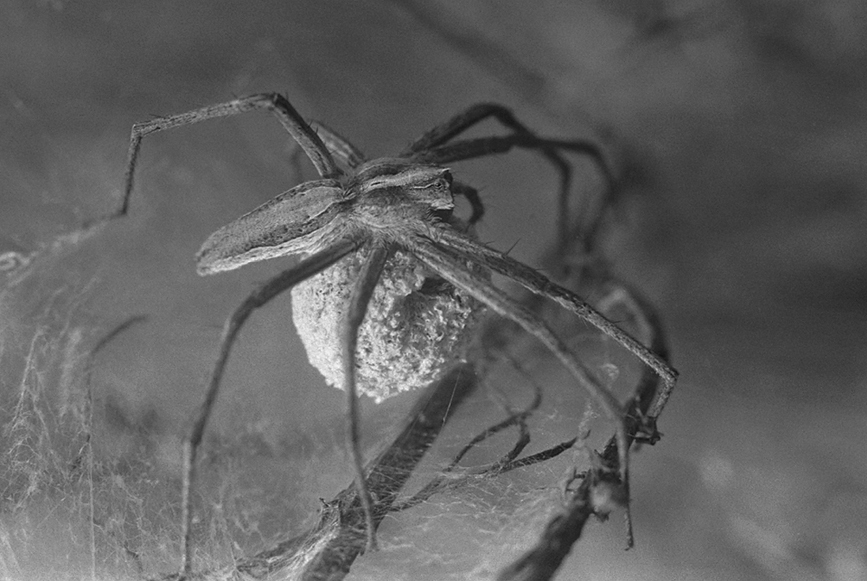 Pisaura mirabilis
