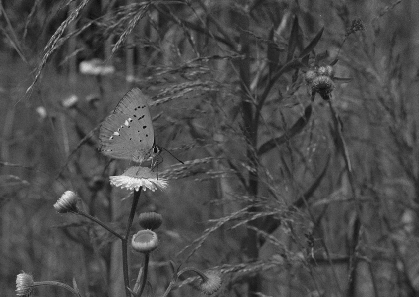motyl