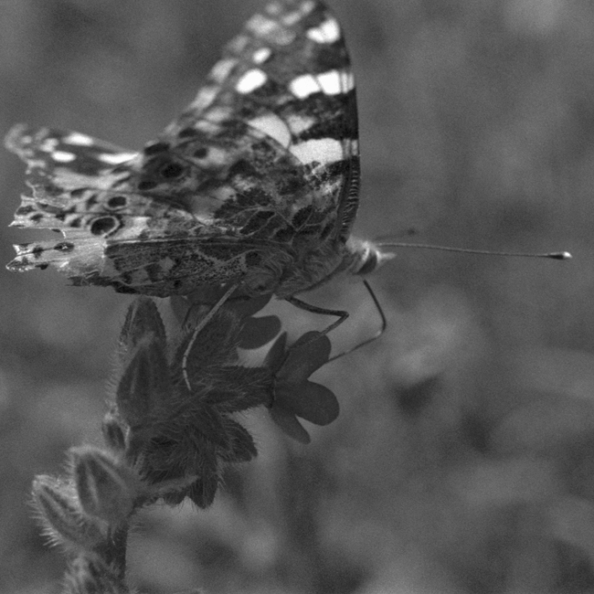 motyl 1