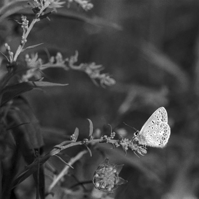 motyl 2
